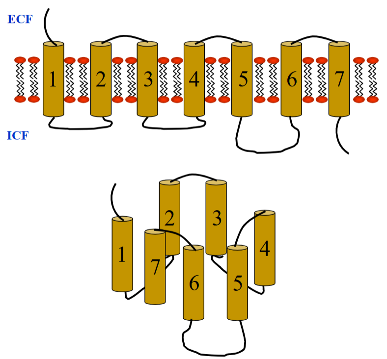 <ul><li><p>Seven transmembrane spanning domains of these receptors. </p></li><li><p>Consists of a single polypeptide chain that threads back and forth the PM 7 times. </p></li></ul><p></p>