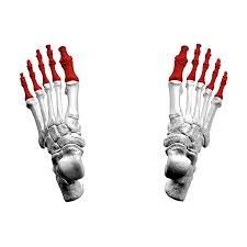 <p>Identify the bone.</p>