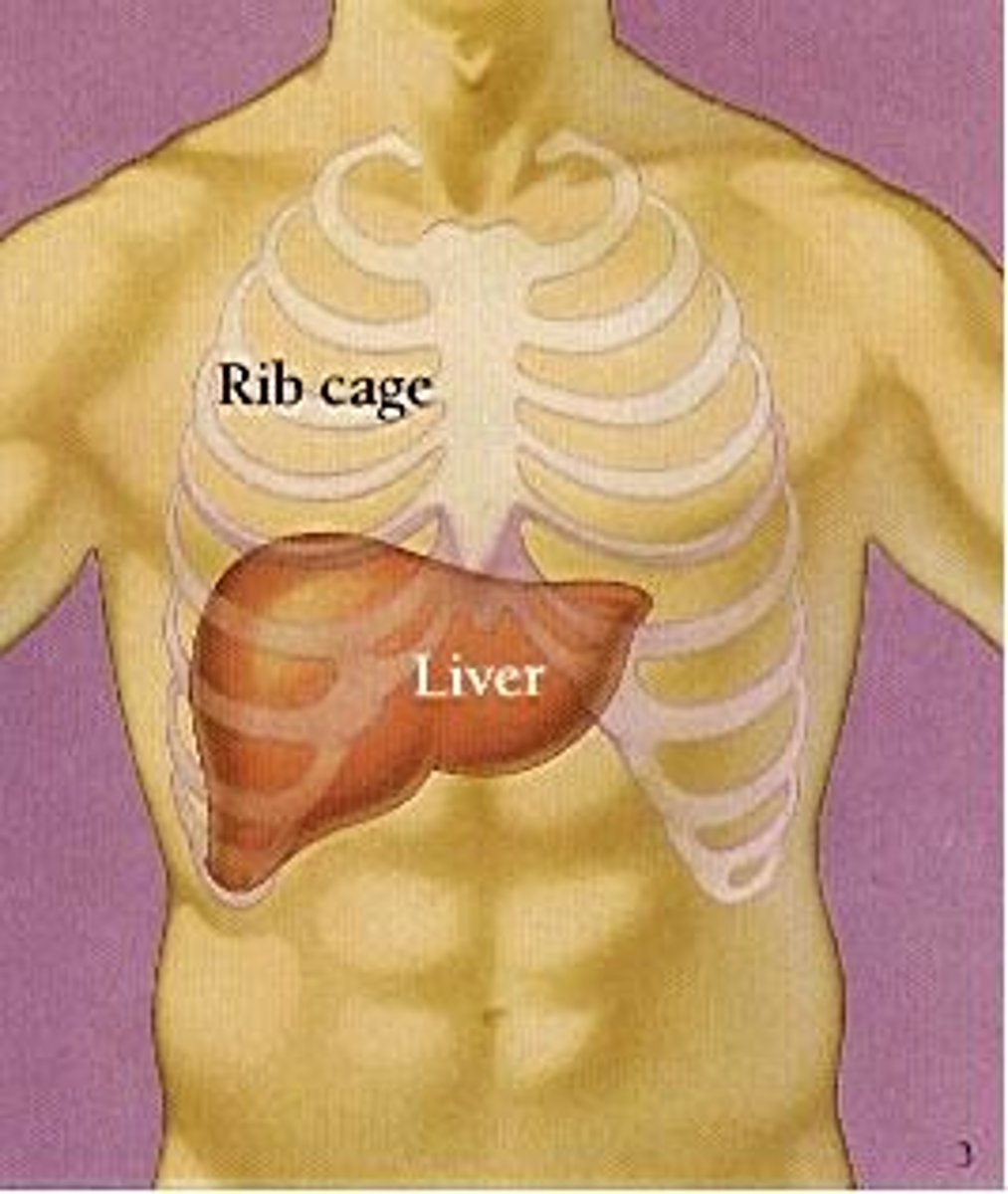 <p>Upper right quadrant of the abdominal cavity. inferior to diaphragm</p><p>largest internal organ.</p><p>lesser omentum anchors liver to stomach. </p><p>Blood supply: recieves blood from heart via hepatic artery (supports liver tissue), recieves deoxygenated nutrient-rich blood from digestive organs via portal vein. </p><p>takes detoxified blood to heart via hepatic vein.</p>