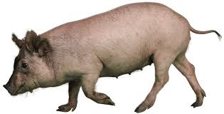 <p>What breed?</p>