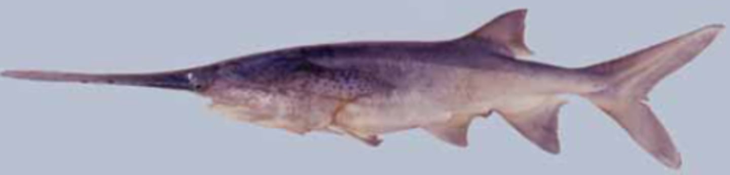 <p>Paddlefish</p>