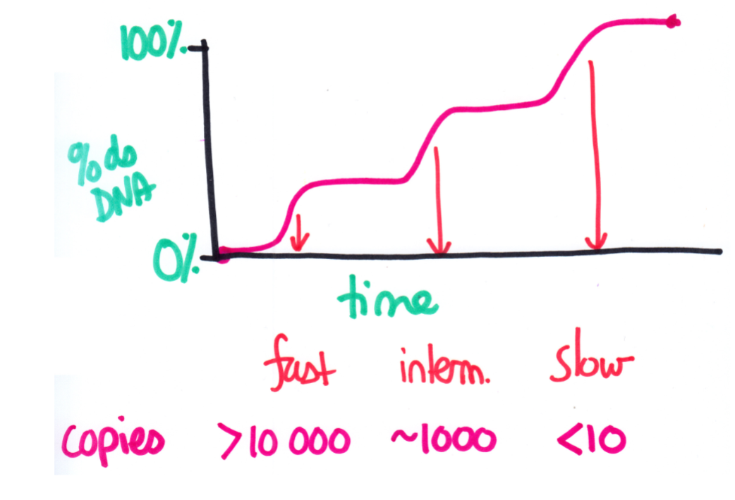 <ol><li><p>Prokaryotes: Genomes reanneals Slowly = Low amounts of highly repetitive DNA (Each piece of ssDNA only had a single matching piece)</p></li><li><p><strong>EUKARYOTES</strong>: Found 3 distinct stages of reannealing</p><ol><li><p>Fast = Highly repetitive</p></li><li><p>Interm. = Moderately Repetitive</p></li><li><p>Slow = Unique/ Not repetitive DNA</p></li></ol></li><li><p>Proportions of each of the 3 stages vary between species</p></li></ol><p></p>
