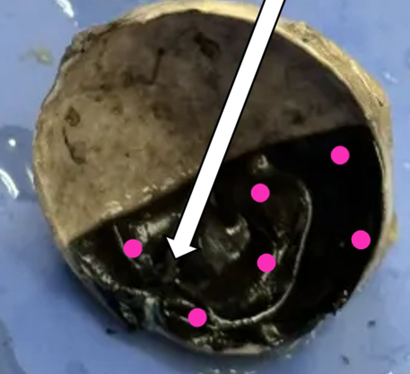 <p>name the structure</p>