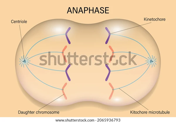 <p>Anaphase: separates sister chromosomes </p>