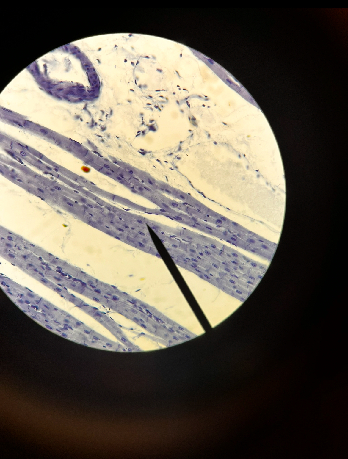 <p><span>What type of tissue is seen here (be specific)</span></p><p><span>Name the structure indicated by the pointer.</span></p><p><span>In what organ is the tissue found?</span></p>