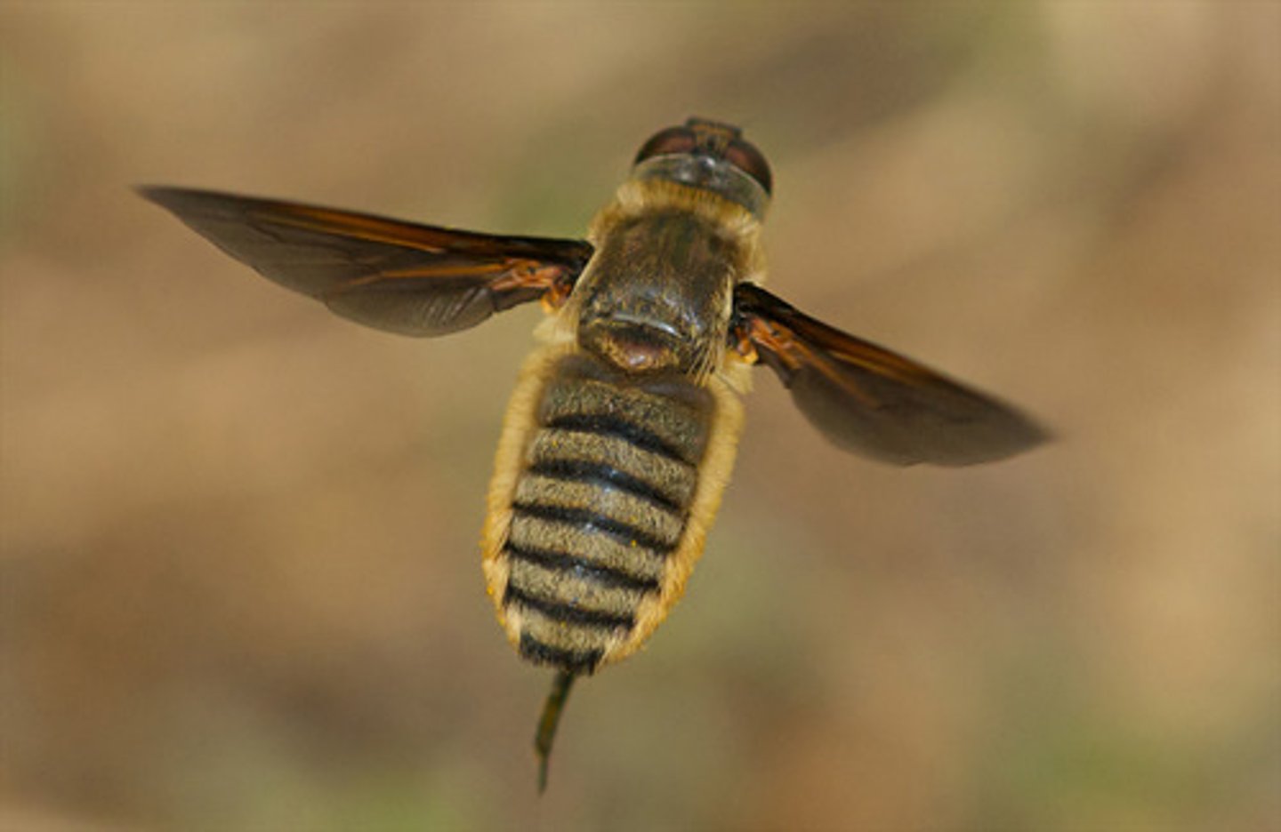 <p>Pollinators, stout furry bodies. Resemble long legged bees, elongated mouthparts,wings outstretched at rest, adults feed on nectar, prefer sunny dry areas, hover, larvae are parasitic</p>
