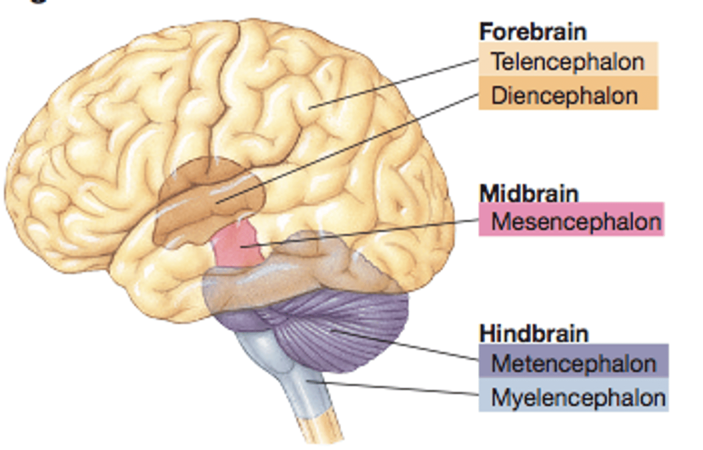 <p>1. Forebrain<br>2. Midbrain<br>3. Hindbrain</p>
