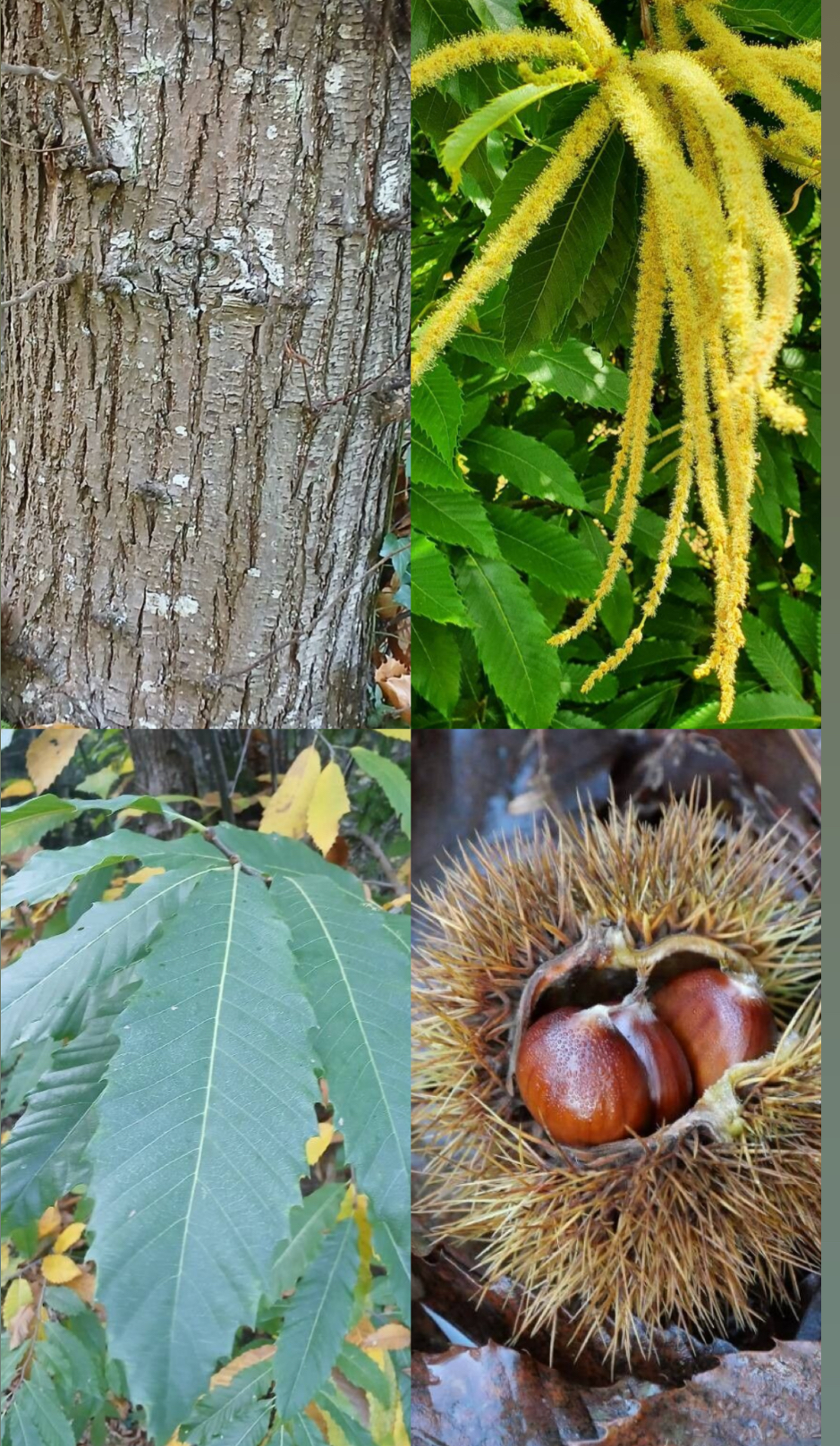 <p><span style="font-family: UICTFontTextStyleItalicBody; font-size: 19px;"><em>Castanea sativa</em></span></p>