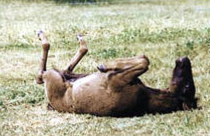 <p>moderate colic, bruxism</p>