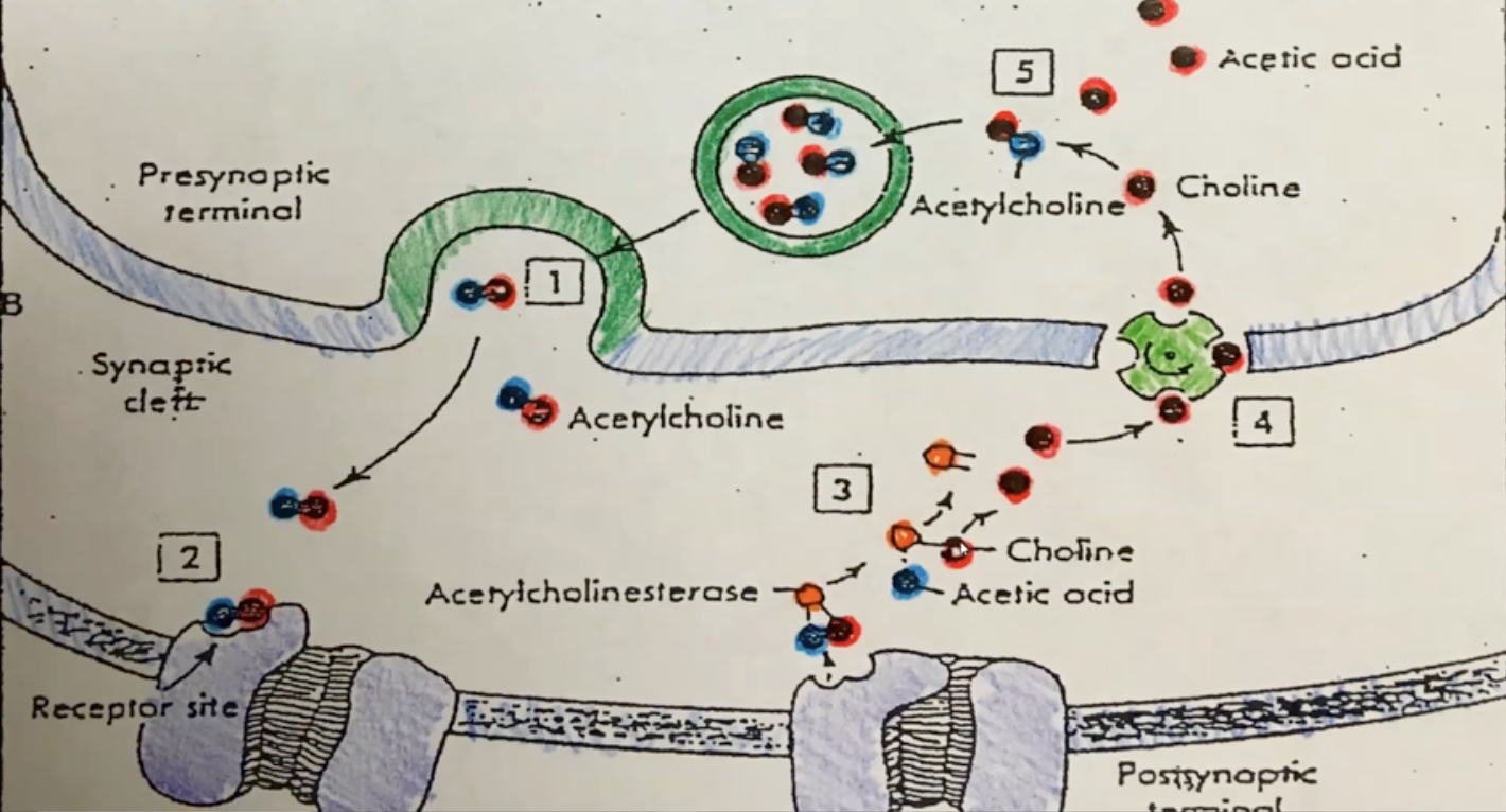 <ol start="5"><li><p>Once the Ap has continued the enzyme Achase will begin to breakdown excess Ach into components: acetic acid and choline</p><p></p></li><li><p>Acetic acid is waste while choline is moved back into axon terminal where it combines with new acetic acid forming Ach. This new Ach will get stored in vescile</p></li></ol>