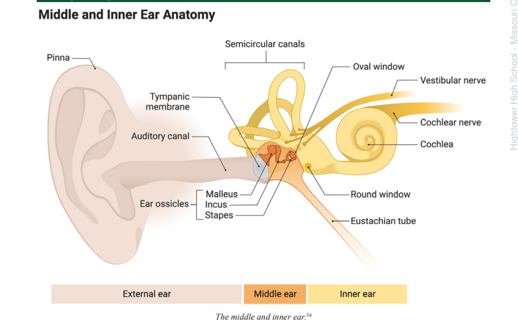 <p>Tympanic Membrane</p>