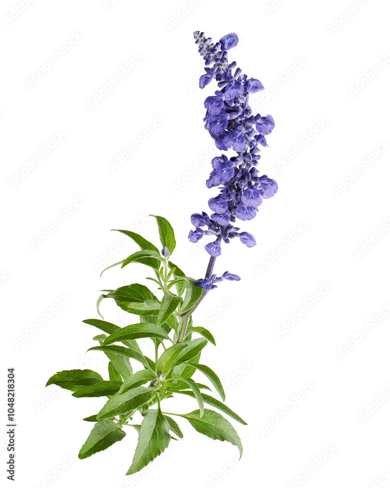 <p>Blue Mealy Sage</p>