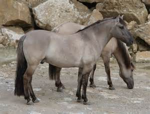 <p>Mouse colored buckskin</p>