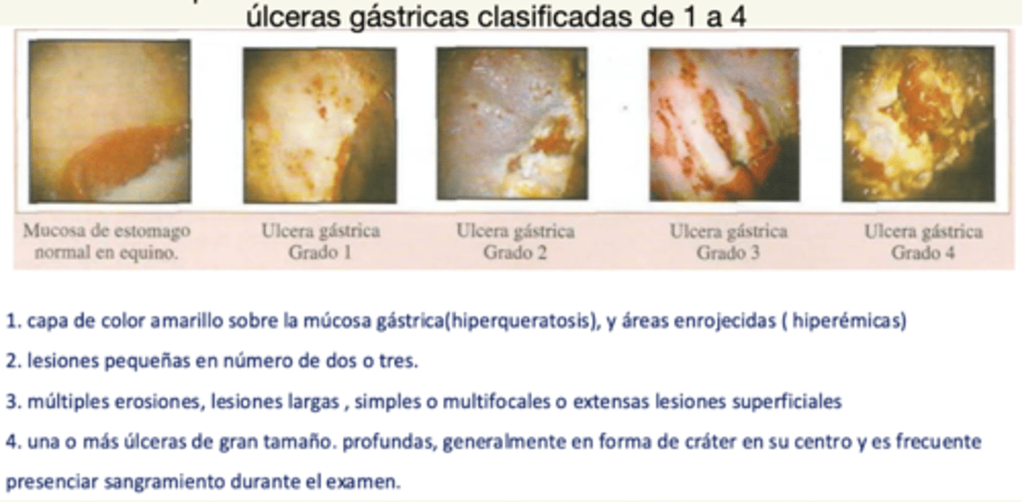 <p>4</p><p>1: hiperqueratosis + areas hiperémicas</p><p>2: 2-3 lesiones pequeñas</p><p>3: múltiples lesiones largas, simples/multifocales o extensas</p><p>4: 1+ úlceras grandes, profundas, con sangramiento</p>