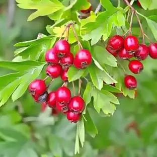 <p>crataegus monogyna</p>