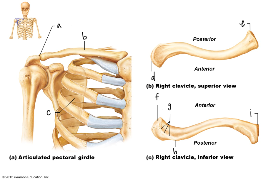 <p>G</p>