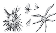 <p>&nbsp;Bilirubin Crystal in urine</p><p>Associated with hepatic disease, producing large amounts of bilirubin</p><p>Acidic - Abnormal - Yellow (virus looking)</p>