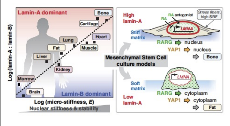<p>built by Lamin A/B/C and intermediate filaments</p><ul><li><p>higher conc. of Lamin A leads to greater stiffness </p></li></ul><p>provides mechanical strength</p><ul><li><p>external environment can stiffen the nuclear lamina </p></li></ul><p>Lines the nucleus to protect DNA</p>