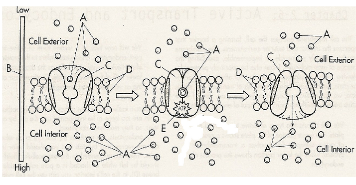 <p>What is this diagram representing? What is A, B, C, D, and E?</p>