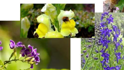 deep flowers with wells for nectar
yellow, purple r blue flowers
larger, more tubular shapes