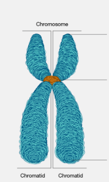 <p>What is top and bottom part called?</p>