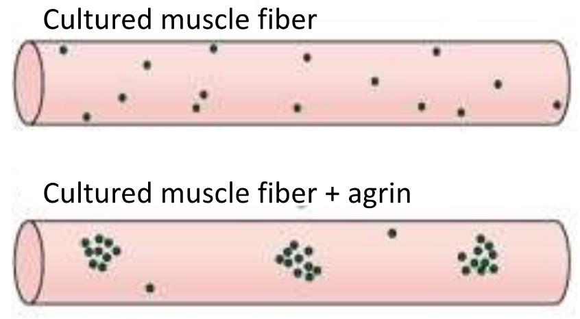 <p>Bestandteil der Basallamina</p><p>Sekretiert von Motorneuron und Muskel</p><p>Neurales Agrin induziert Aggregation von AChRs in Myotuben</p><p>Agrin interagiert mit einem Rezeptorkomplex auf der Muskeloberfläche</p><p></p>