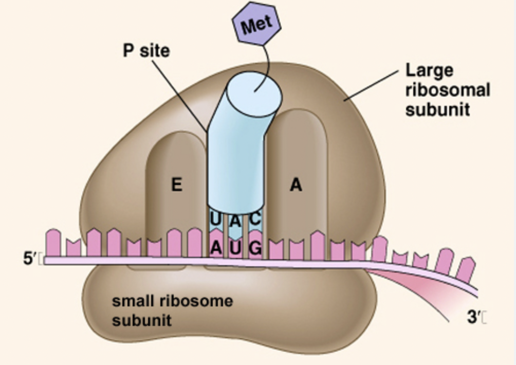 <p>Translation: Players: ribosome</p>