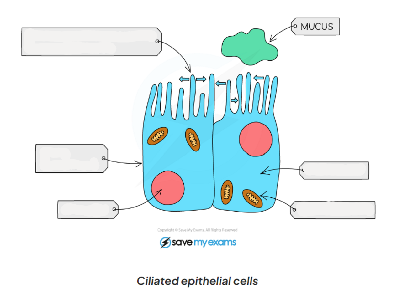 <p>1.2 label this diagram of a ciliated cell</p>