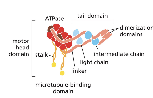 <p>moves to (-) of MT = retrograde transport.</p><p></p><p>Large head domain = ATP binding Stalk connects MT binding domain to head domain</p>