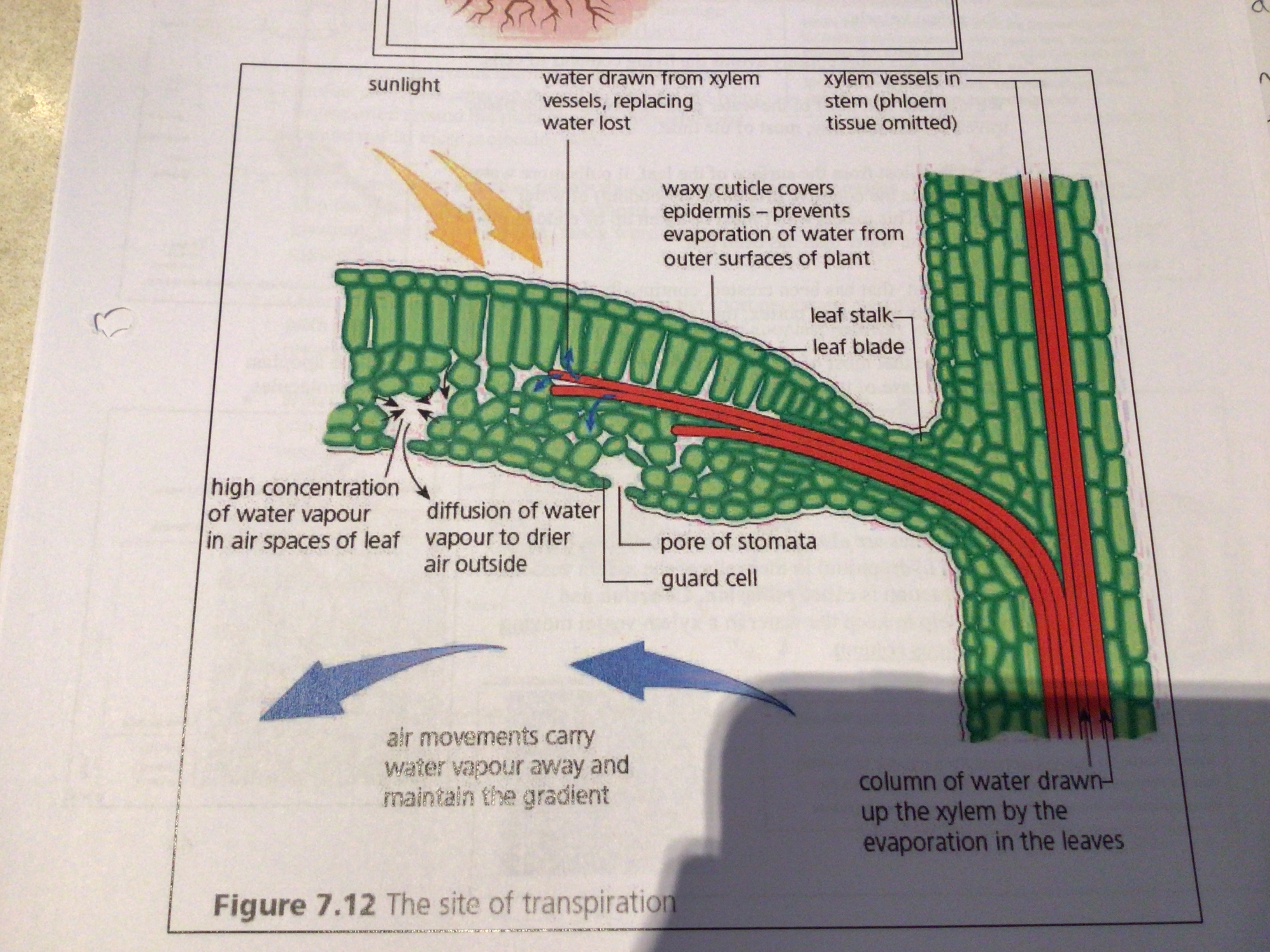 <p>tension</p><p></p><p>Lowers, osmosis</p>