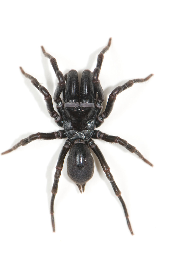 <p>Kmeň: Arthropoda</p><p>Amandibulata</p><p>Podkmeň: Chelicerata</p><p>Trieda: Arachnida</p><p>Rad: Araneae</p>