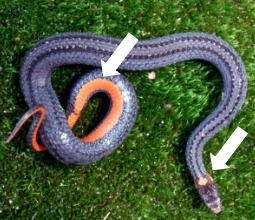 <p>2nd most abundant</p>