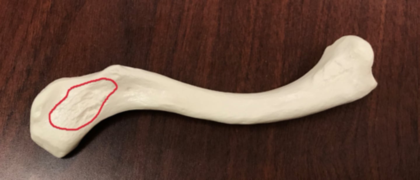<p>lateral to conoid tubercle</p>