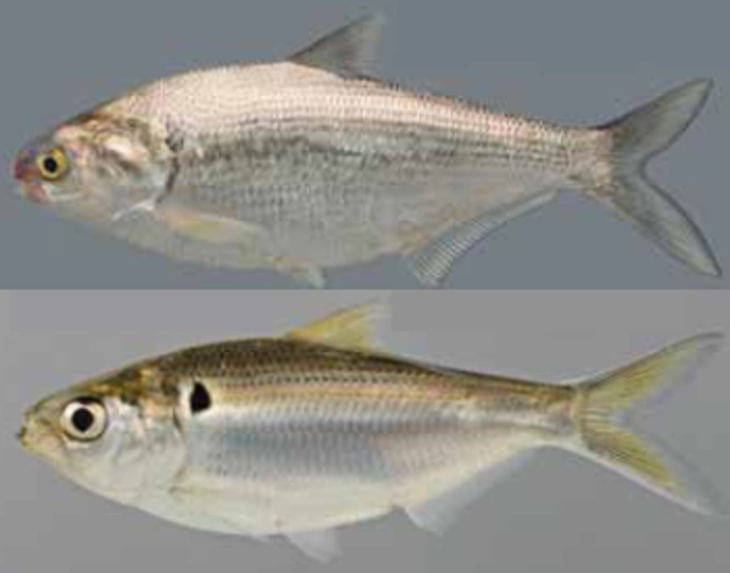 <p>Gizzard Shad</p><p>Threadfin Shad</p>