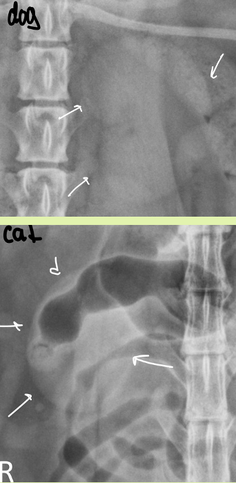 <p>dog - bean</p><p>cat - oval</p>