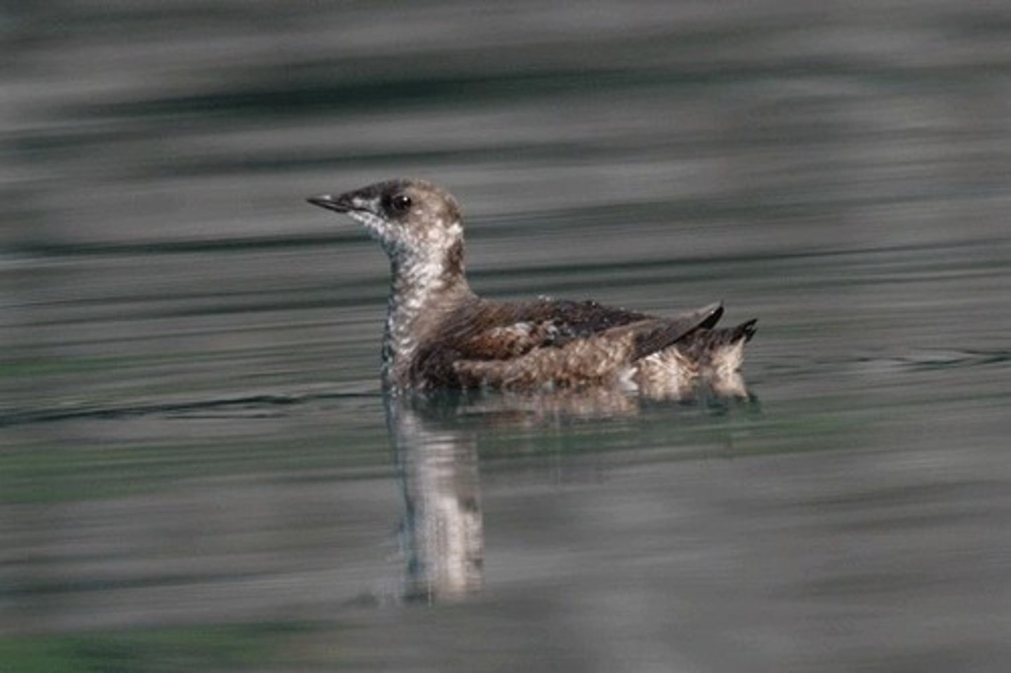 <p>Marbled Murrelet</p>