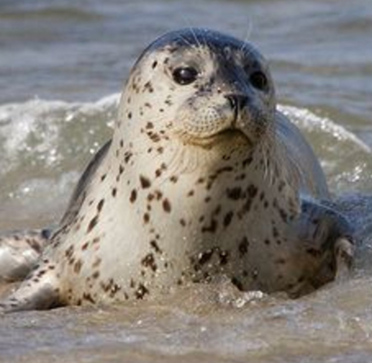 <p>thick blubber</p>