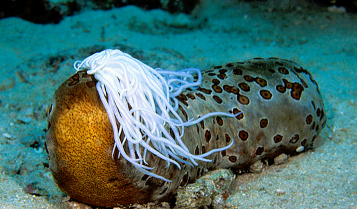 <p>Explain what is happening in this photo. What Phylum and Class does this animal belong to? </p>