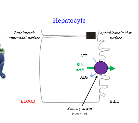 <p>Primary active transporter - ATP hydrolysis allows bile acid to move up concentration gradient. Canalicular networks have a high concentration of bile acid</p><p></p>