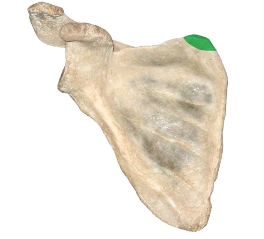 <p>Junction of superior and medial scapular borders</p>