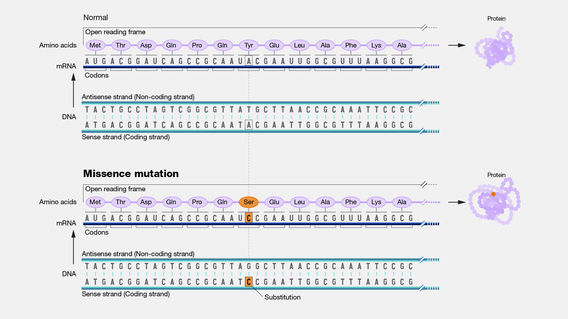 <p>mutation resulting from amino acid substitution</p>