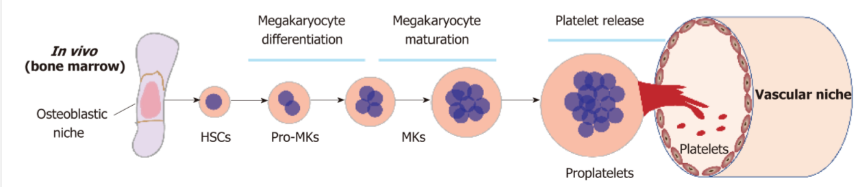 <ol><li><p>Thromboxane A<sub>2</sub> (TXA<sub>2</sub>) is a potent signaling molecule released by activated platelets. Platelets function for vasoconstriction and the recruitment of more platelets</p></li><li><p>Thrombin a central enzyme in coagulation cascade. Converts fibrinogen into fibrin, and activates platelets, and the platelets changes shape and become sticky </p></li><li><p>Fibronogen between GP IIb/ IIIa receptors. The fibrinogen bridges connection between these glycoproteins by binding to the receptors creating a platelet aggregation.</p></li></ol><p></p>