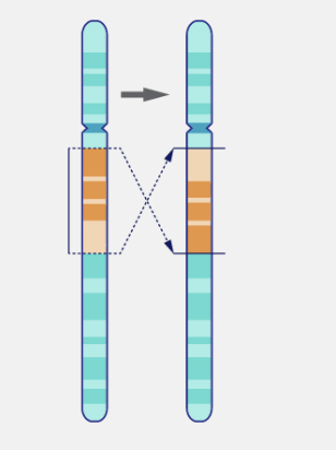 <p>a chromosomal defect where a segment of a chromosome breaks off and reattaches in the opposite direction</p>