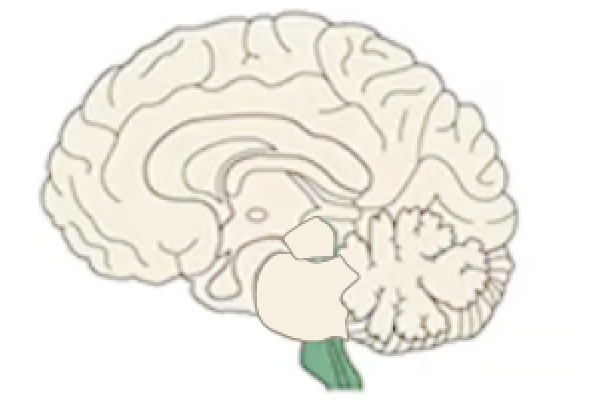 <p>Name this part of the brain:</p>
