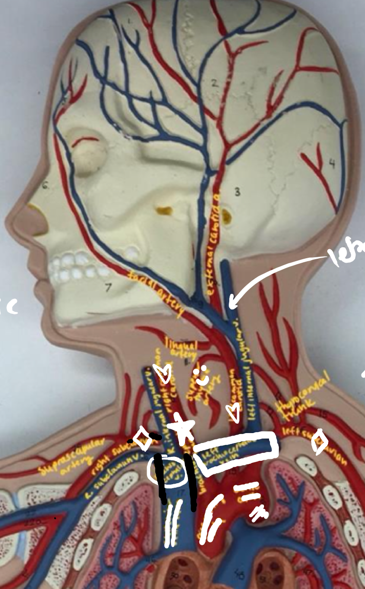 <ul><li><p>Upper thick part of the blue vein, left of the ascending aorta</p></li><li><p>Superior of the heart</p></li></ul>