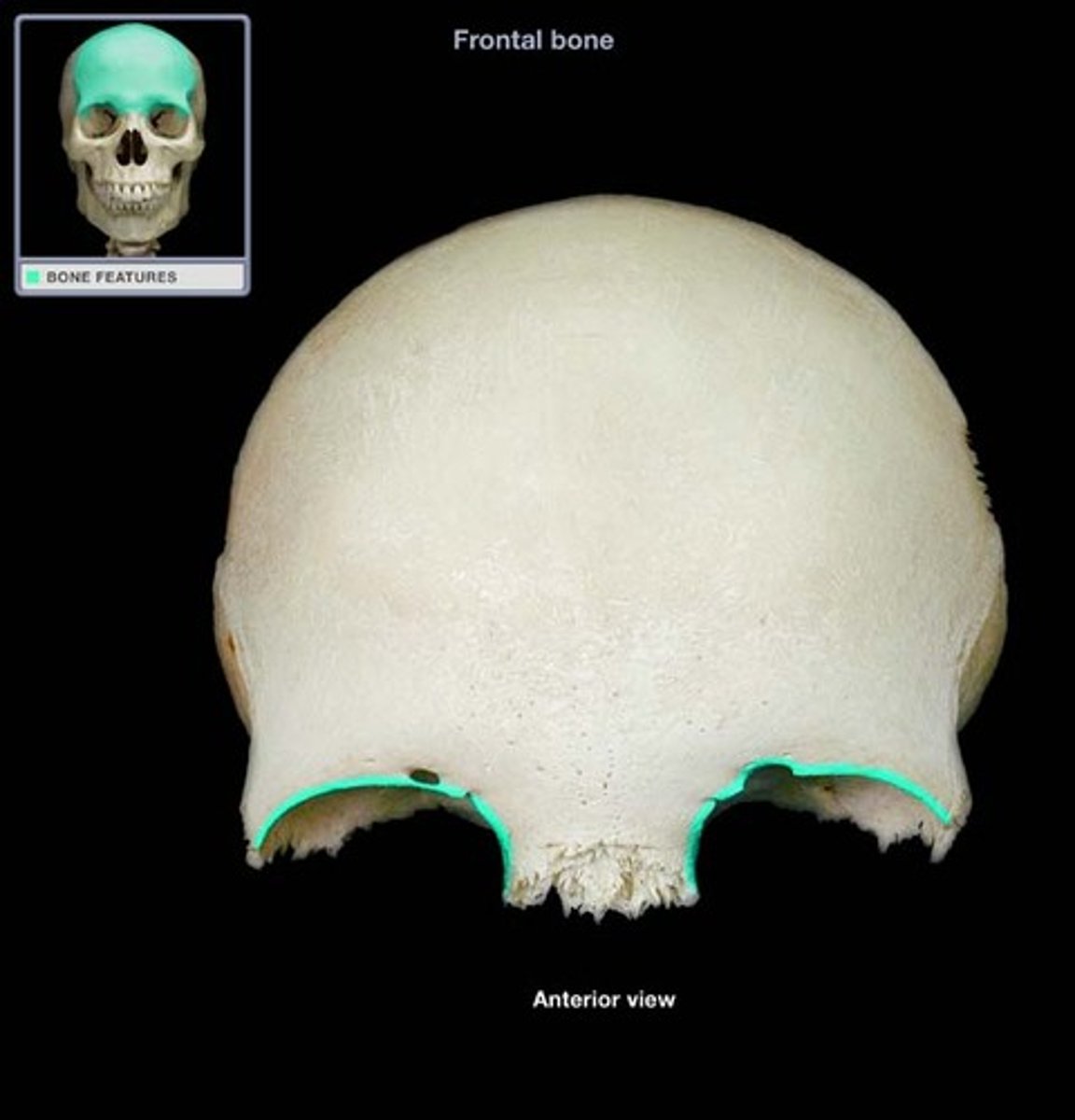 <p>the superior rim of the eye sockets.</p>