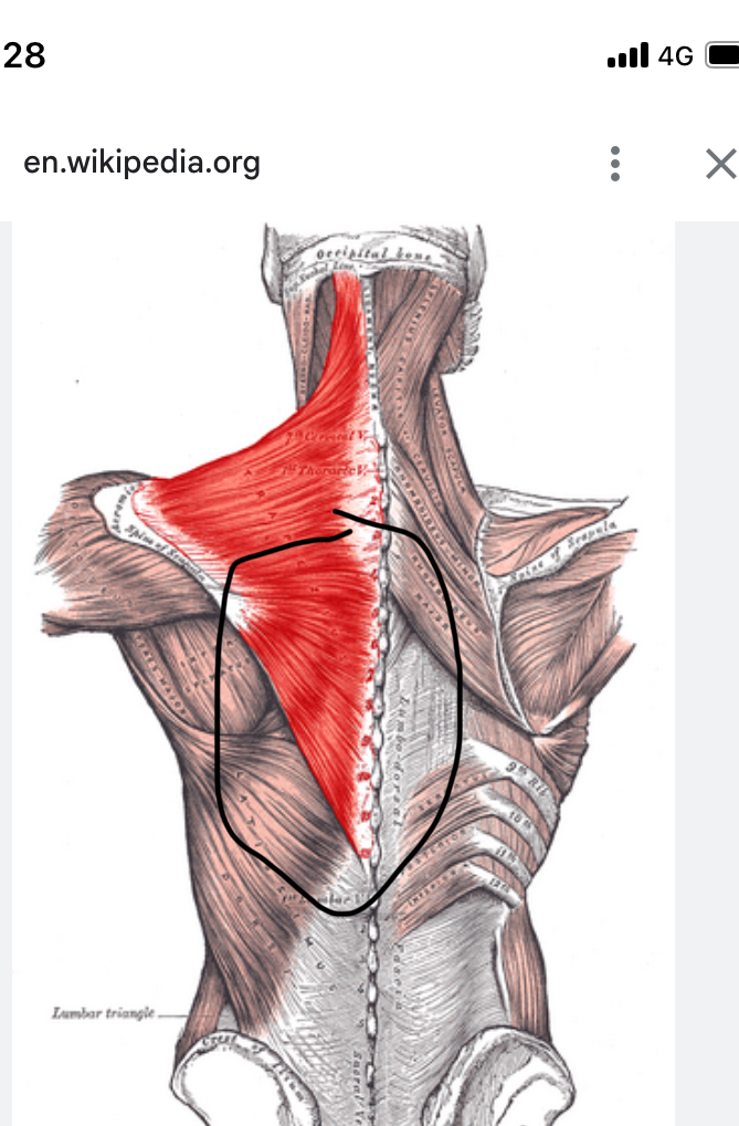 <p>Spiernaam, origo en insertie, functie</p>