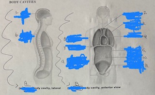 <p>B. Body Cavity</p>