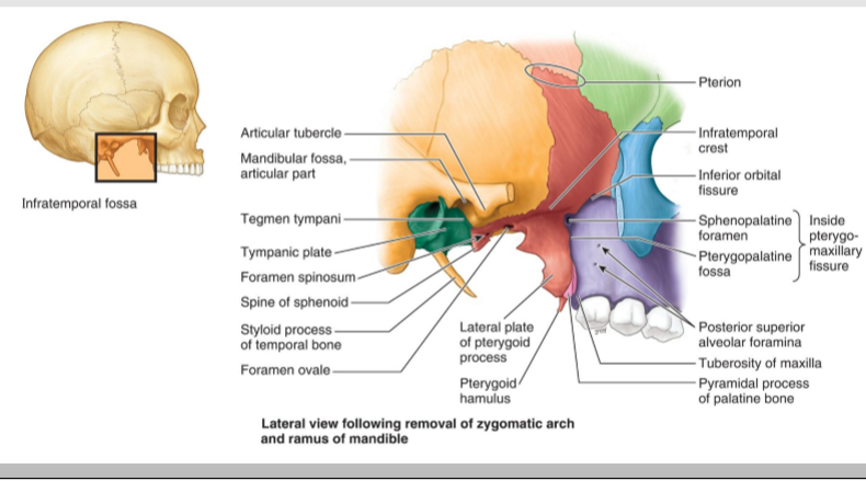 <p>Inferior to the temporal fossa and partially covered by the masseter muscle.H</p>