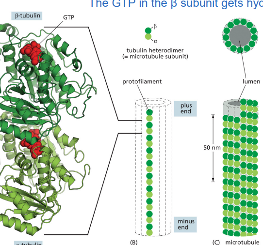 <p><strong> α-tubulin/β-tubulin heterodimer</strong><br><span data-name="check_mark_button" data-type="emoji">✅</span> <strong>Only the β-tubulin subunit hydrolyzes GTP into GDP, which regulates stability.</strong><br><span data-name="check_mark_button" data-type="emoji">✅</span> <strong>GTP-bound tubulin is stable and promotes growth, while GDP-bound tubulin is unstable and promotes disassembly.</strong></p><p>a long chain of heterodimer tubulins is called a protofillament </p>
